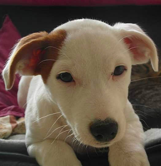 Jéna a rejoint le concours — aidez-le/la à gagner de superbes lots ! canidae, carnivore, companion_dog, dog, dog_breed, fawn, mammal, puppy, rare_breed_dog, snout, sporting_group, street_dog, vertebrate