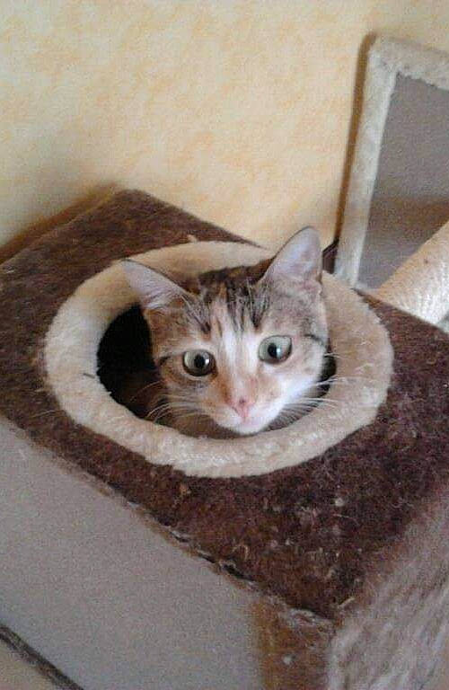 Caramelle a rejoint le concours — aidez-le/la à gagner de superbes lots ! box, carnivore, cat, cat_furniture, cat_supply, domestic_short_haired_cat, fawn, felidae, fur, hardwood, pet_supply, photo_caption, small_to_medium_sized_cats, snout, tail, whiskers, wood