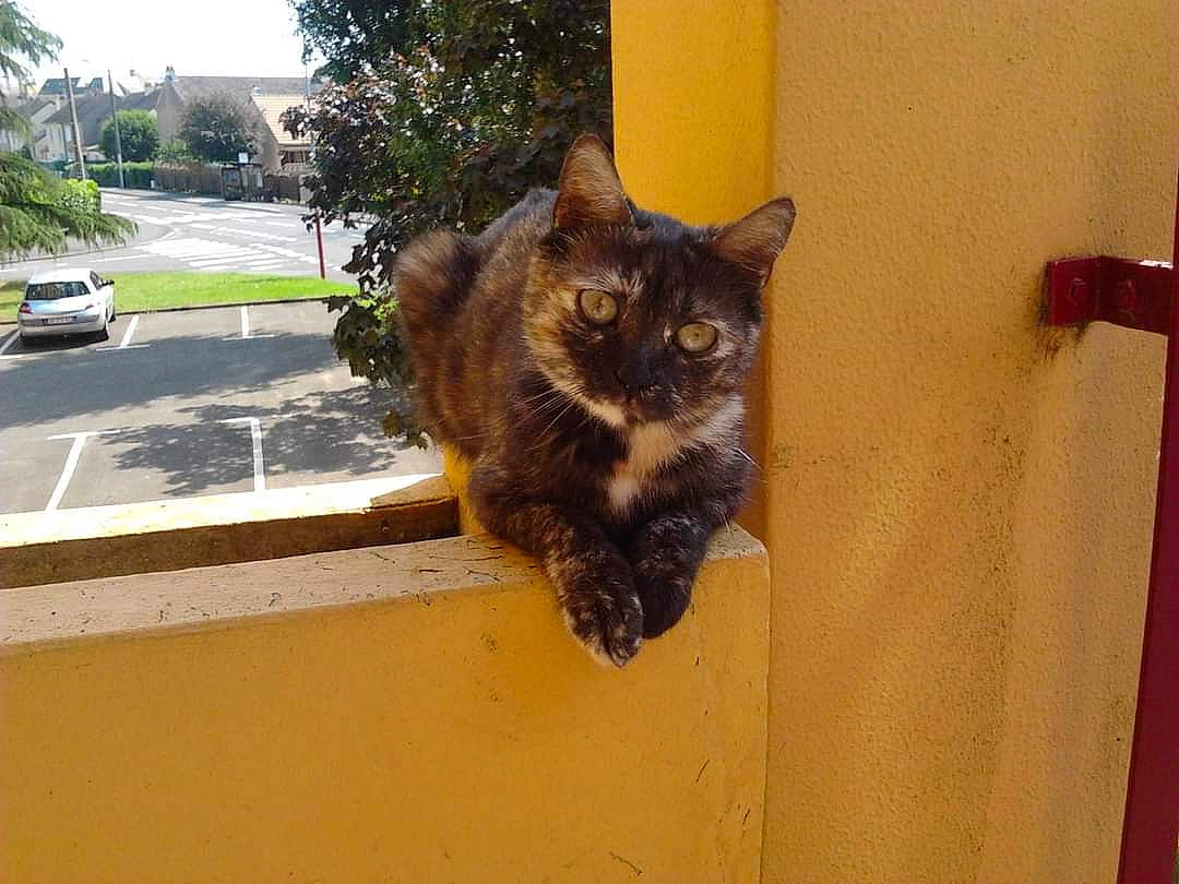 Réglisse participe au concours pour gagner de l'argent avec cette photo : black_cat, car, carnivore, cat, fawn, felidae, fur, grass, plant, road_surface, small_to_medium_sized_cats, snout, tail, tire, tree, vehicle, wheel, whiskers, window, wood