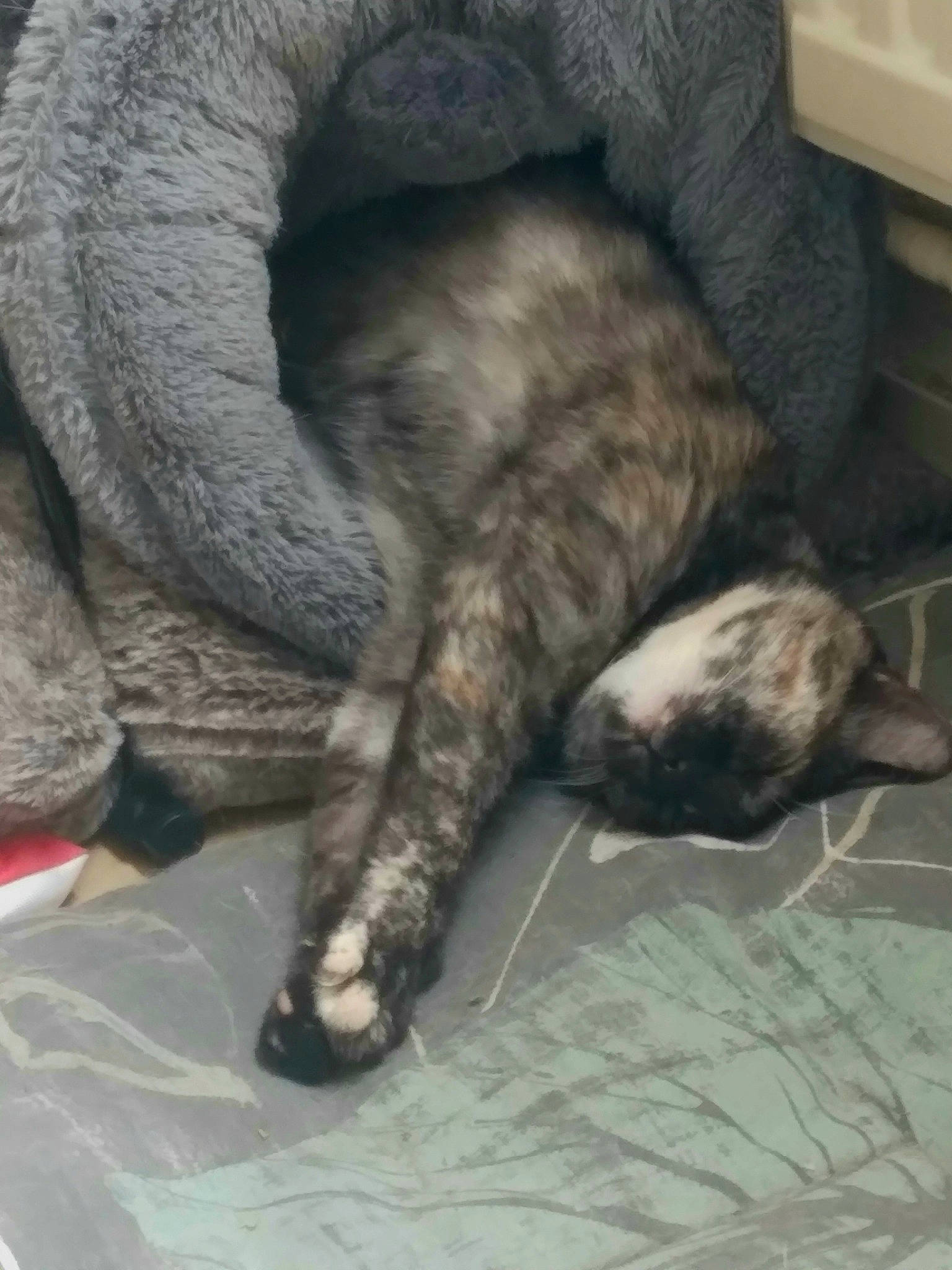 Réglisse a rejoint le concours — aidez-le/la à gagner de superbes lots ! carnivore, cat, claw, comfort, domestic_short_haired_cat, felidae, fur, grey, mammal, metal, nap, paw, sleep, small_to_medium_sized_cats, snout, tail, terrestrial_animal, whiskers