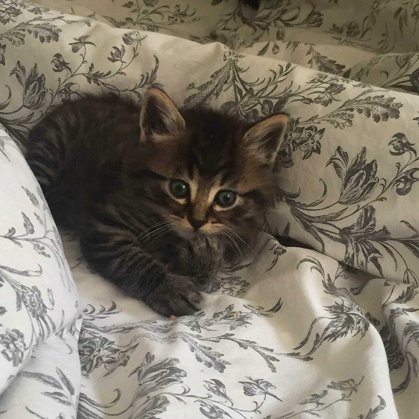 Jude participe au concours pour gagner de l'argent avec cette photo : american_shorthair, asian, bed, carnivore, cat, domestic_short_haired_cat, dragon_li, egyptian_mau, european_shorthair, felidae, fur, kitten, mammal, pixie_bob, small_to_medium_sized_cats, tabby_cat, whiskers