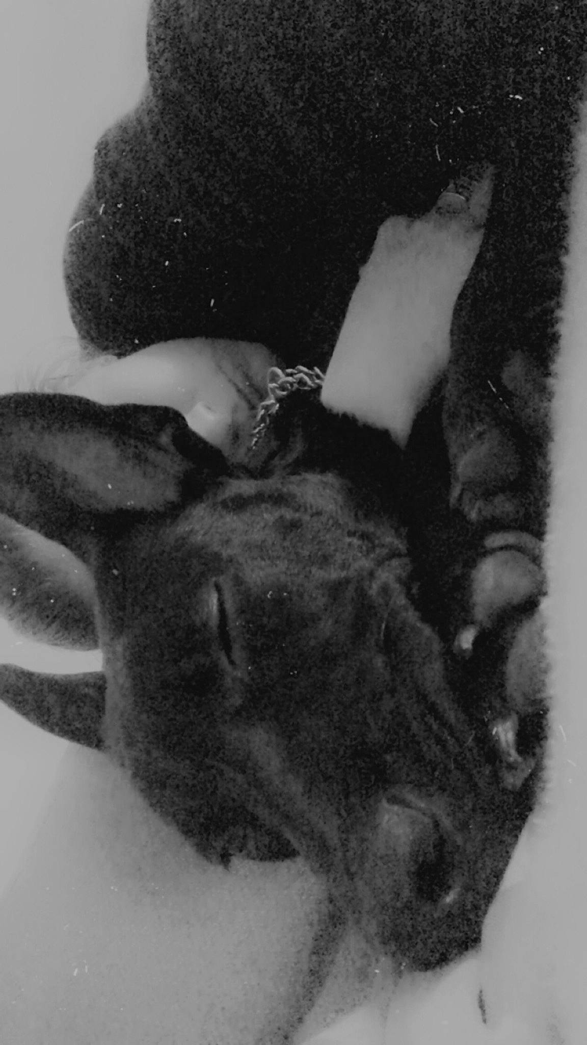 Thanos a rejoint le concours — aidez-le/la à gagner de superbes lots ! chest, dog_breed, ear, fawn, finger, fur, gesture, hand, head, headgear, jaw, monochrome, monochrome_photography, neck, nose, organism, snout, style, trunk, working_animal