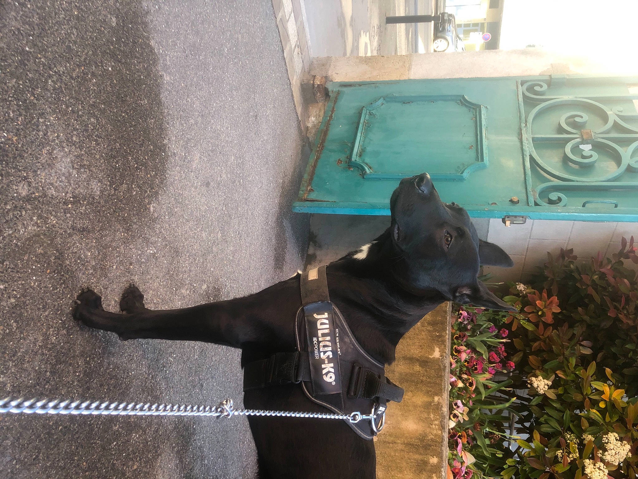 Thanos a rejoint le concours — aidez-le/la à gagner de superbes lots ! art, asphalt, canidae, carnivore, collar, concrete, dog, dog_breed, dog_collar, flower, guard_dog, leash, plant, road_surface, snout, sporting_group, tail, terrestrial_animal, window, working_animal