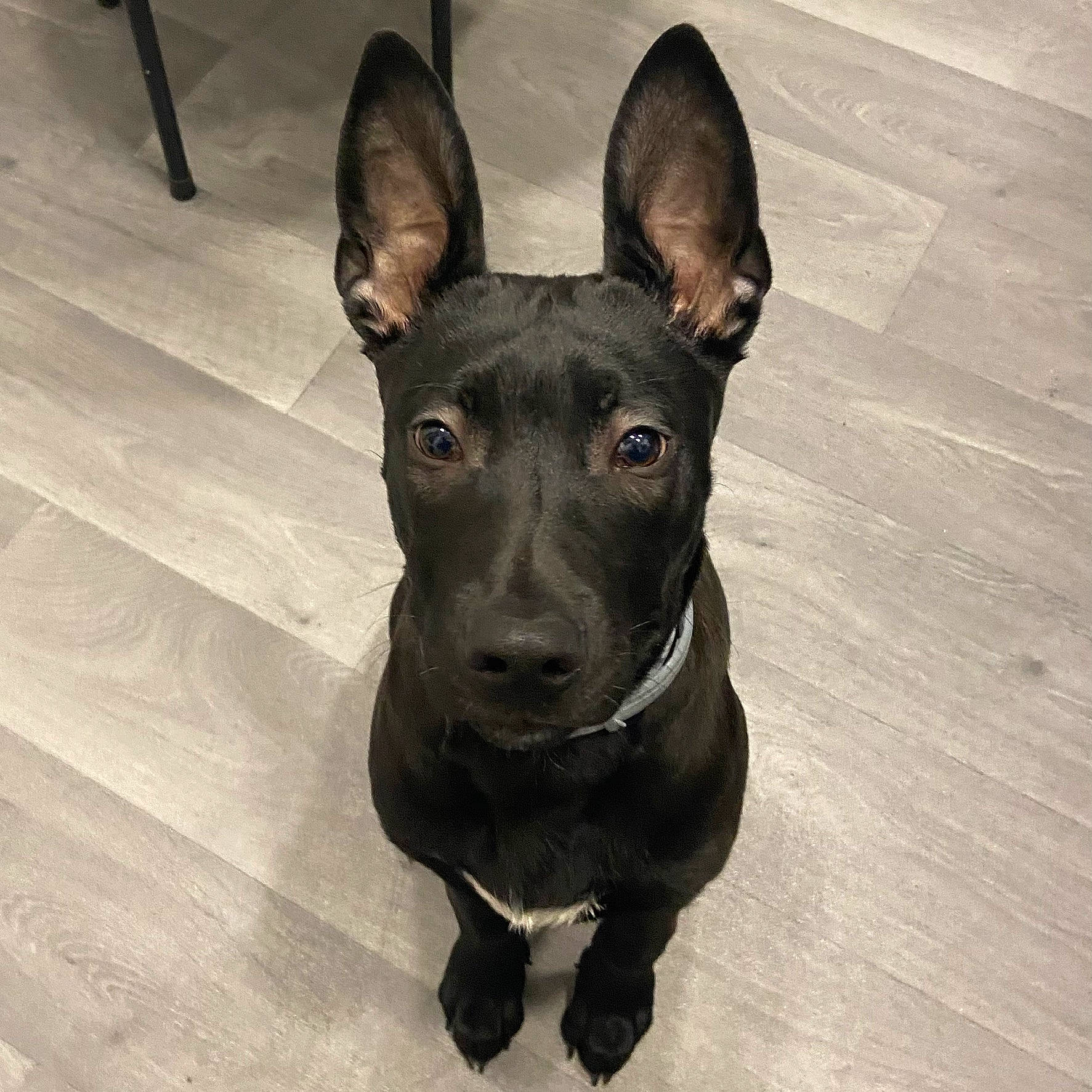 Thanos participe au concours pour gagner de l'argent avec cette photo : canidae, carnivore, collar, companion_dog, dog, dog_breed, dog_collar, ear, fawn, flooring, grey, guard_dog, hardwood, liver, snout, sporting_group, toy_dog, whiskers, wood, working_animal