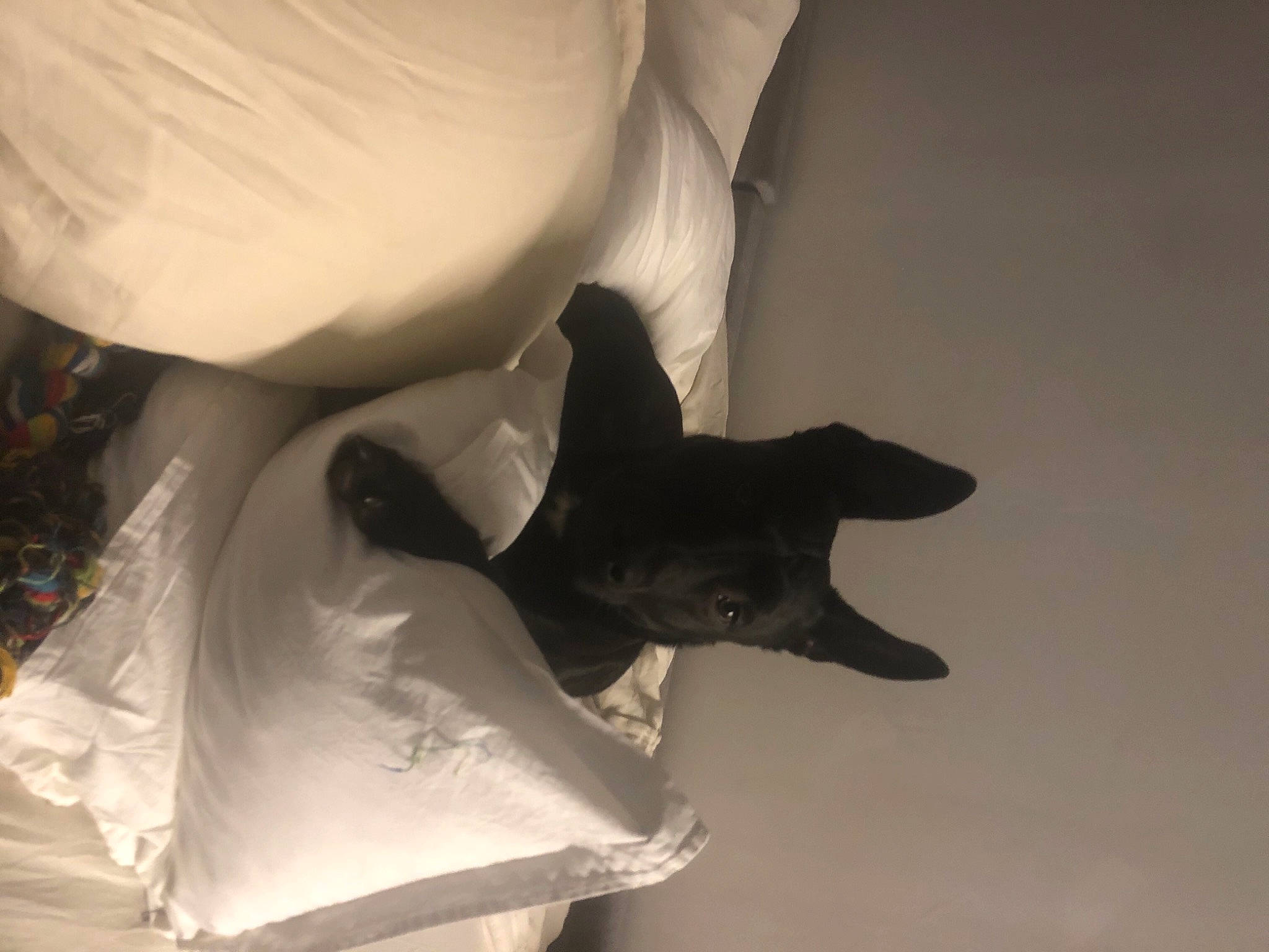 Thanos a rejoint le concours — aidez-le/la à gagner de superbes lots ! art, canidae, carnivore, comfort, companion_dog, dog, dog_breed, guard_dog, linens, monochrome, monochrome_photography, non_sporting_group, paper_product, shadow, still_life_photography, tail, toy_dog, whiskers, wing, working_animal