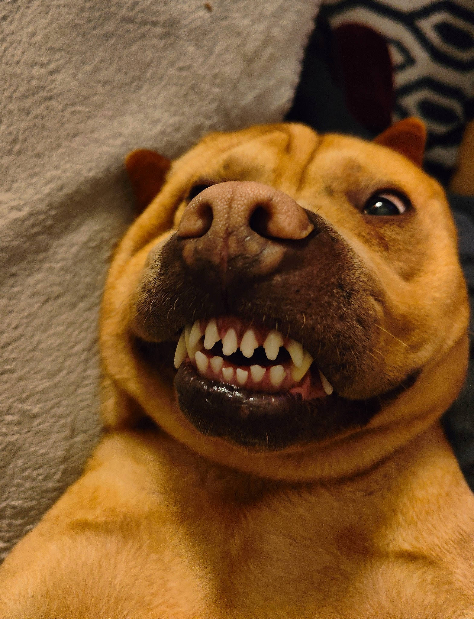 Brian participe au concours pour gagner de l'argent avec cette photo : ancient_dog_breeds, canidae, carnivore, collar, companion_dog, dog, dog_breed, fawn, fur, giant_dog_breed, guard_dog, liver, non_sporting_group, smile, snout, sporting_group, terrestrial_animal, whiskers, wildlife, working_animal