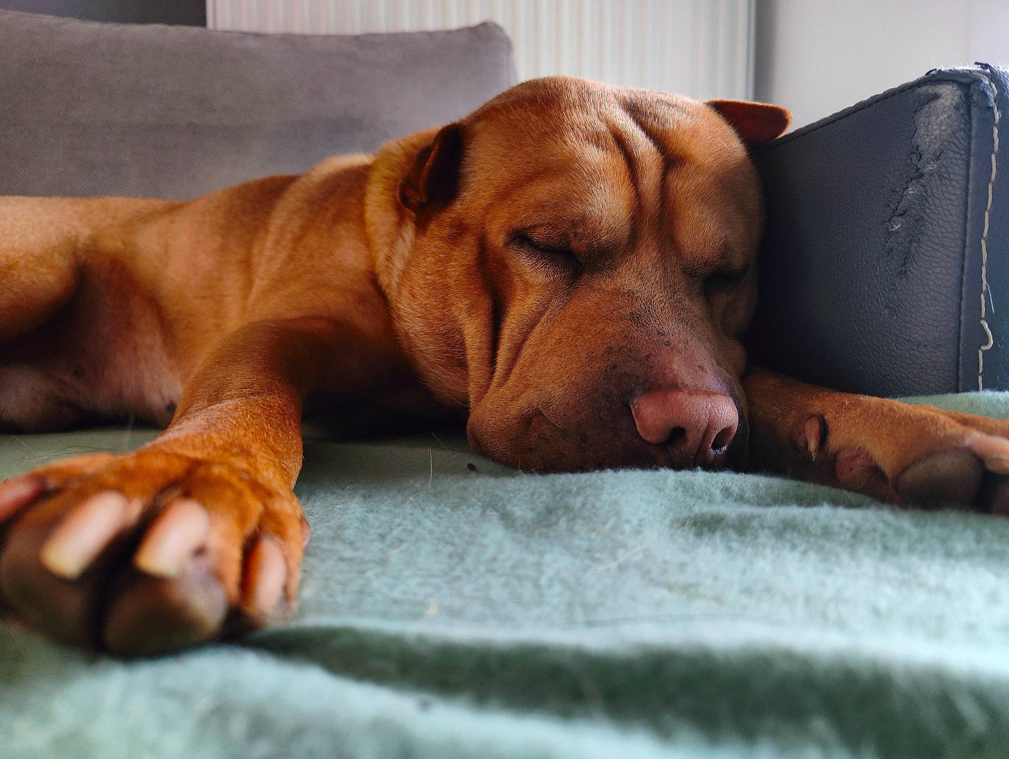 Brian participe au concours pour gagner de l'argent avec cette photo : canidae, carnivore, comfort, companion_dog, dog, dog_breed, dog_supply, fawn, flooring, fur, hardwood, linens, liver, pet_supply, snout, sporting_group, whiskers, wood, working_animal, wrinkle