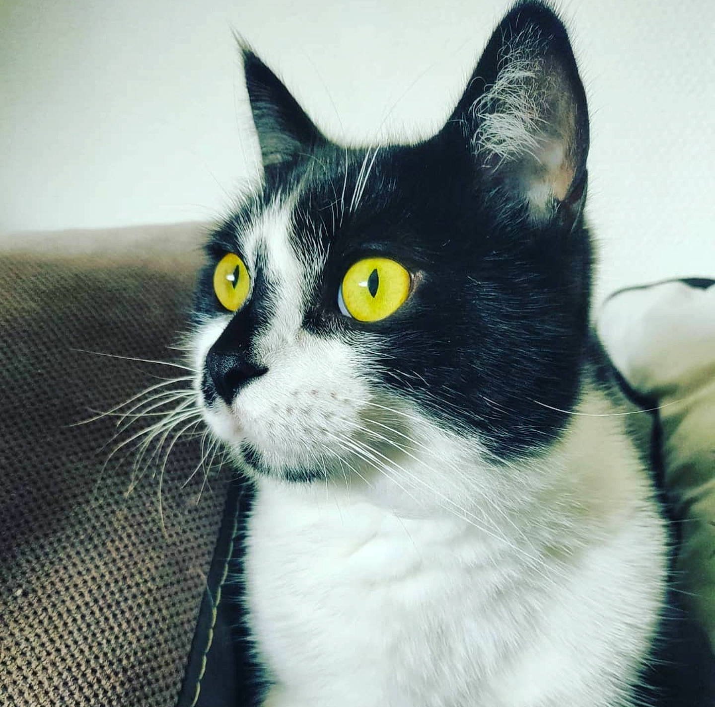 Osiris participe au concours pour gagner de l'argent avec cette photo : carnivore, cat, comfort, domestic_short_haired_cat, eye, felidae, fur, grey, head, monochrome_photography, small_to_medium_sized_cats, snout, tail, terrestrial_animal, whiskers, window