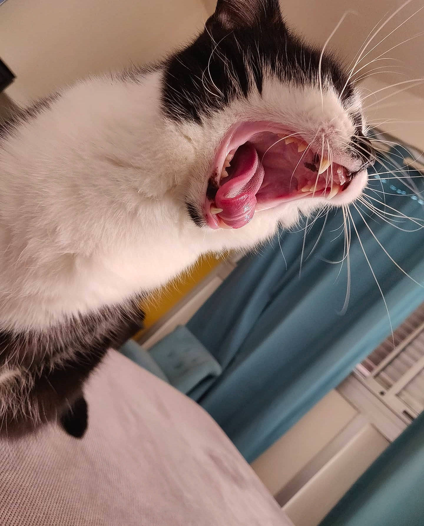 Osiris participe au concours pour gagner de l'argent avec cette photo : carnivore, cat, claw, collar, comfort, domestic_short_haired_cat, fang, felidae, fur, jaw, paw, roar, small_to_medium_sized_cats, snout, tail, tooth, vertebrate, whiskers, window, yawn