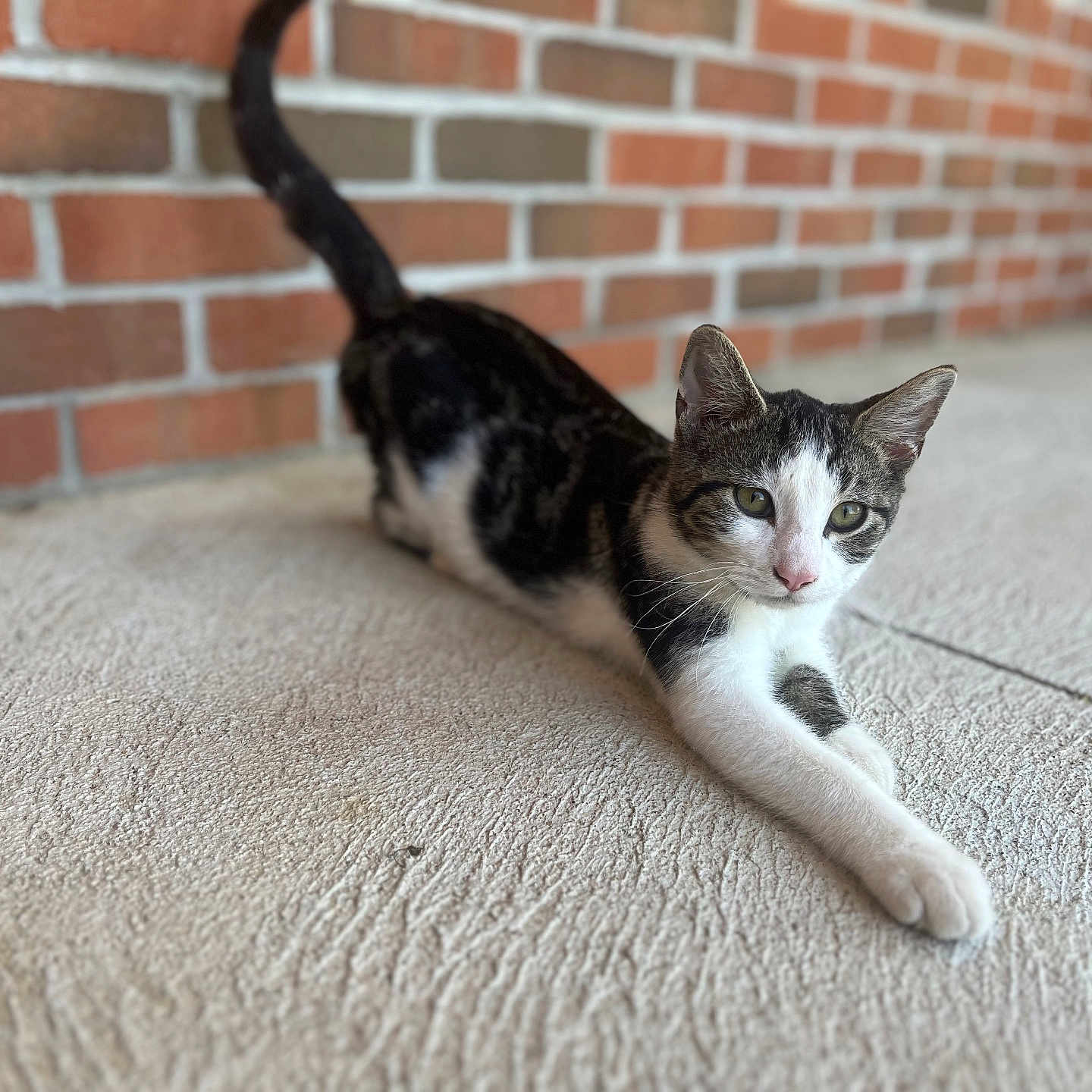 Twenty-One is registered to the contest to win money with this photo: abyssinian, accessories, animal, architecture, brick, building, cat, egyptiancat, indoors, kitten, manx, person, pet, slate, sleeping, strap, wall