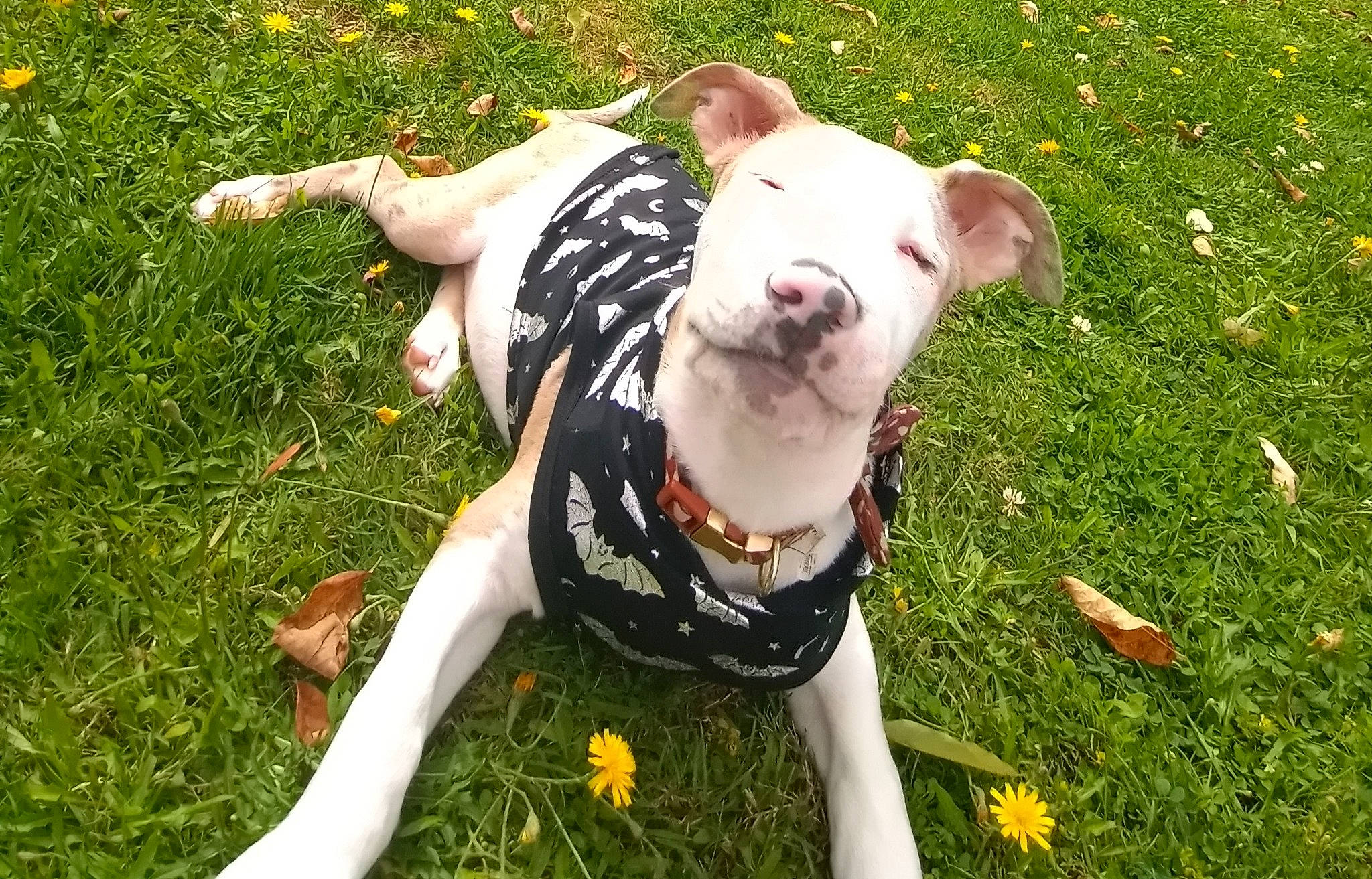 Kharma joined the competition — help win amazing prizes! canidae, carnivore, collar, companion_dog, dog, dog_breed, dog_clothes, dog_collar, dog_supply, fawn, grass, grassland, happy, leash, people_in_nature, plant, snout, tail, terrestrial_animal, working_animal