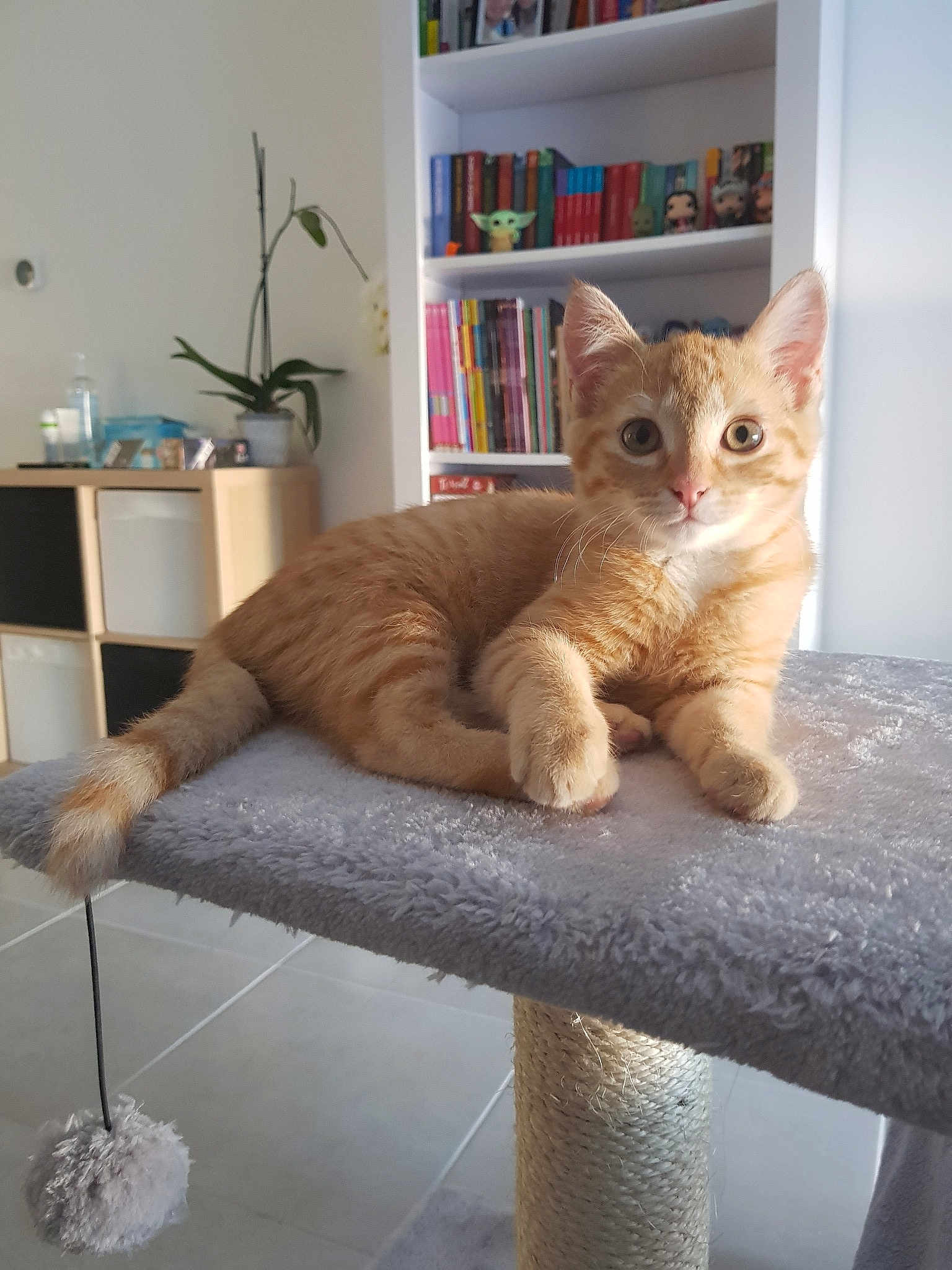 Melba