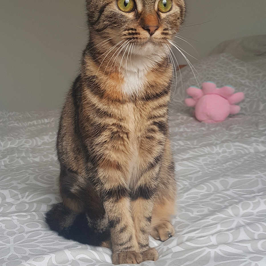 Samba a rejoint le concours — aidez-le/la à gagner de superbes lots ! alert, animal, bed, bedspread, cat, curious, cute, domestic, ears, feline, fur, indoor, paws, pet, pink, soft, striped, tabby, toy, whiskers