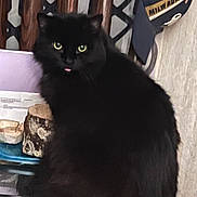 Chibi joined the competition — help win amazing prizes! animal, black_cat, cap, cat, curious, cute, domestic_cat, feline, fluffy_fur, fur, green_eyes, home, indoor, milwaukee, pet, sitting, table, tongue, tongue_out, wooden_chair