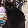 animal, black_cat, cap, cat, curious, cute, domestic_cat, feline, fluffy_fur, fur, green_eyes, home, indoor, milwaukee, pet, sitting, table, tongue, tongue_out, wooden_chair
