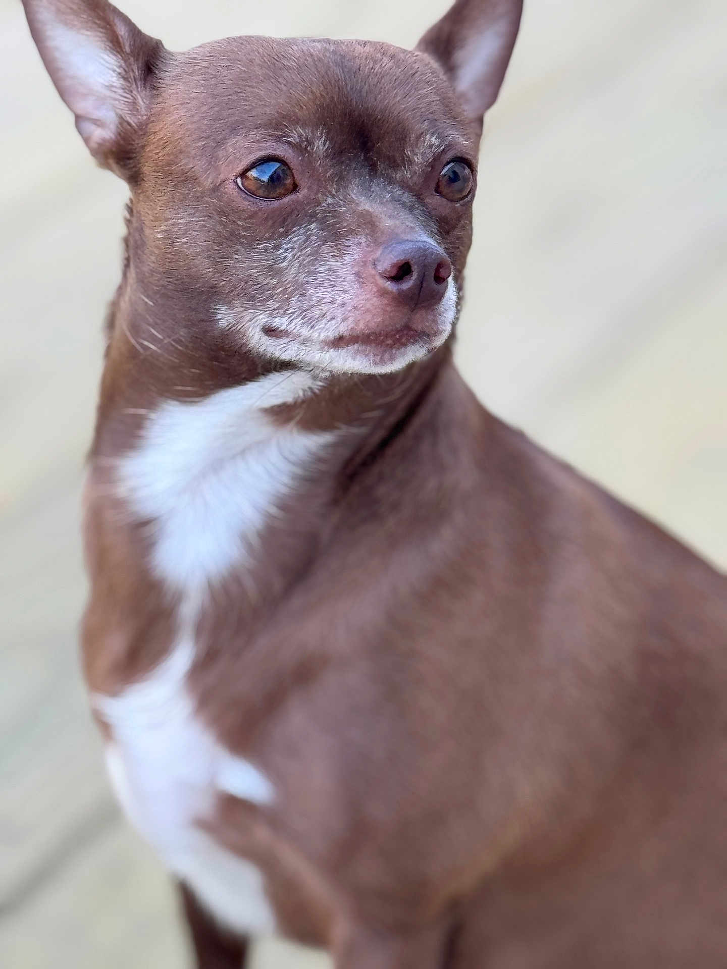 Lola