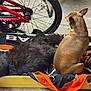 Lola joined the competition — help win amazing prizes! animal, bicycle_wheel, black, black_cat, blanket, brown_dog, cat, dog, floor, fluffy_cat, fur, indoor, orange, pet, relaxing, resting, side_view, small_dog, wheel, yellow_tray