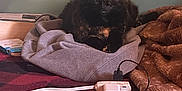 Sugar is registered to the contest to win money with this photo: cat, tortoiseshell_cat, indoor, blanket, hoodie, charging_cables, power_strip, bedspread, cozy, pet, feline, resting, fur, warm, relaxed, table, electronics, cords, soft, domestic