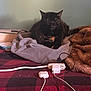 bedspread, blanket, cat, charging_cables, cords, cozy, domestic, electronics, feline, fur, hoodie, indoor, pet, power_strip, relaxed, resting, soft, table, tortoiseshell_cat, warm