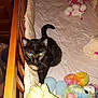 Sugar is registered to the contest to win money with this photo: cat, black_cat, crib, stuffed_animal, blanket, toy, bed, indoor, pet, animal, feline, fur, playful, curious, soft_toy, colorful, cozy, home, sleep_area, cute