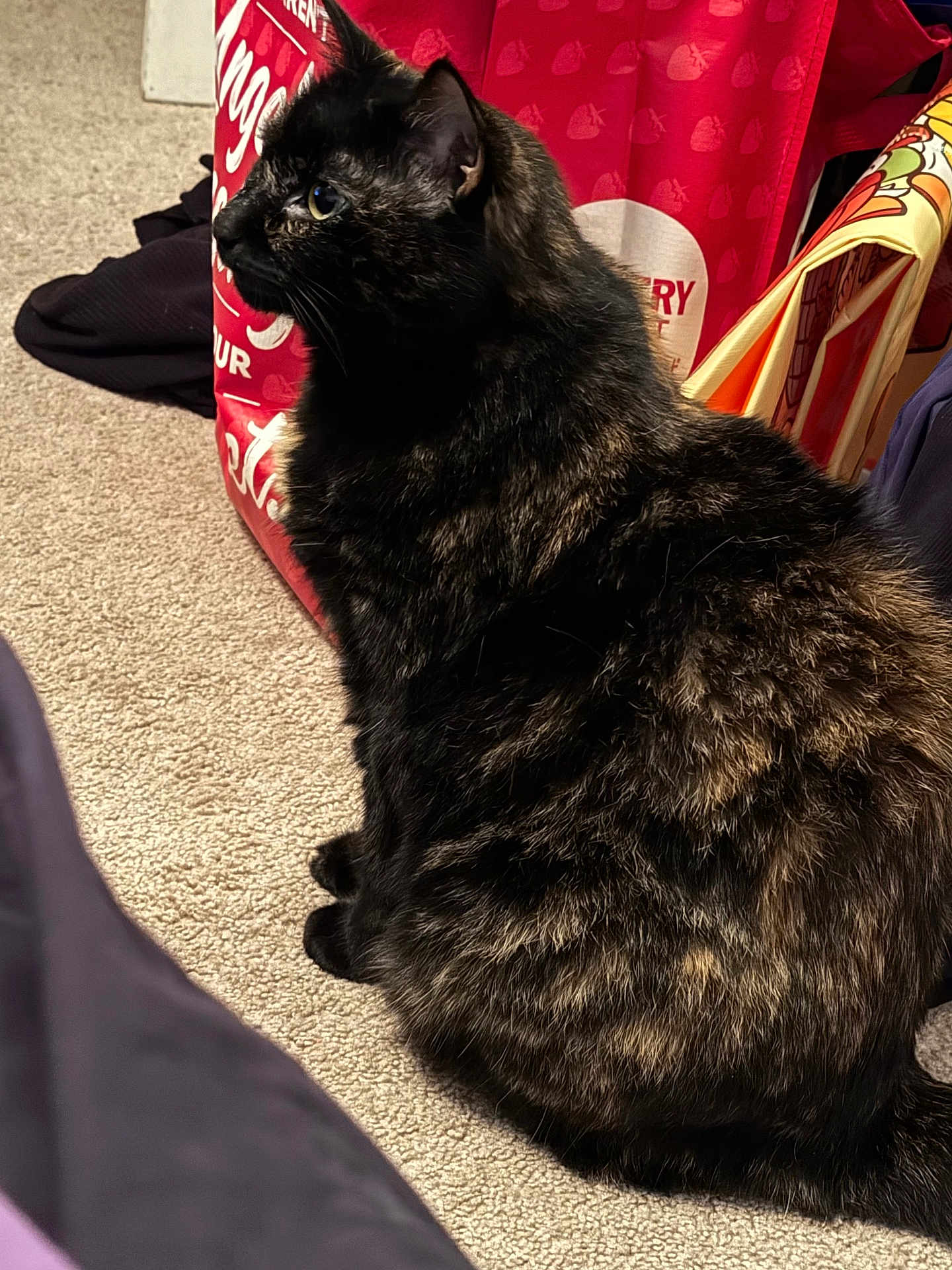 Sugar is registered to the contest to win money with this photo: cat, tortoiseshell_cat, indoor, carpet, pet, feline, fur, animal, side_view, sitting, curious, domestic, red_bag, fabric, cozy, closeup, whiskers, ears, black_fur, brown_fur