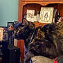 Sugar joined the competition — help win amazing prizes! cat, tortoiseshell, chain_collar, couch, furniture, living_room, photograph, frame, wooden_cabinet, decor, indoor, pet, animal, relaxed, side_view, cozy, household, sitting, curious, domestic