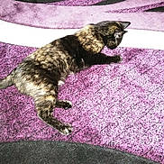 Sugar joined the competition — help win amazing prizes! cat, tortoiseshell, lying_down, carpet, purple, black, pattern, pet, indoor, animal, feline, resting, fur, whiskers, paw, relaxed, home, domestic, cute, laying