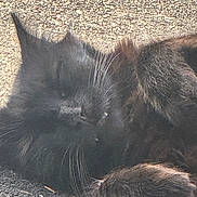 Belami is registered to the contest to win money with this photo: cat, black_cat, animal, pet, feline, whiskers, fur, sleeping, resting, outdoor, sunlight, closeup, relaxed, cute, mammal, paw, nature, texture, shadow, soft