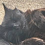 cat, black_cat, animal, pet, feline, whiskers, fur, sleeping, resting, outdoor, sunlight, closeup, relaxed, cute, mammal, paw, nature, texture, shadow, soft