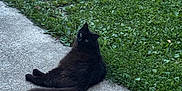 Belami is registered to the contest to win money with this photo: animal, black_cat, cat, concrete, curious, cute, daylight, fur, grass, greenery, lawn, mammal, nature, outdoor, pet, relaxed, resting, sidewalk, tail, whiskers