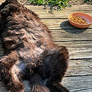 Belami joined the competition — help win amazing prizes! animal, black_cat, bowl, cat, daylight, feline, fluffy_fur, fur, grass, greenery, nature, outdoor, paw, pet_food, relaxing, resting, summer, sunlight, tail, wooden_deck