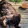 animal, black_cat, bowl, cat, daylight, feline, fluffy_fur, fur, grass, greenery, nature, outdoor, paw, pet_food, relaxing, resting, summer, sunlight, tail, wooden_deck
