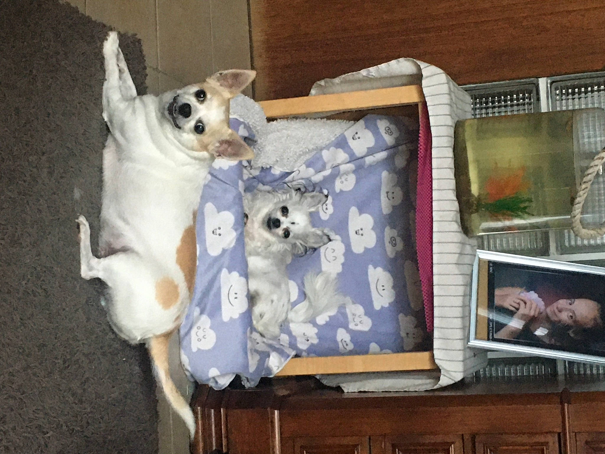 Fredenlola a rejoint le concours — aidez-le/la à gagner de superbes lots ! art, bag, carnivore, comfort, companion_dog, couch, dog, dog_breed, dog_supply, fawn, felidae, linens, mammal, rectangle, room, toy, toy_dog, vertebrate, wood, working_animal