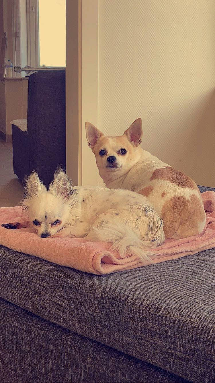 Fredenlola participe au concours pour gagner de l'argent avec cette photo : canidae, carnivore, comfort, companion_dog, curtain, dog, dog_breed, dog_supply, fawn, felidae, fur, linens, paw, small_to_medium_sized_cats, snout, tail, throw_pillow, toy_dog, whiskers, working_animal