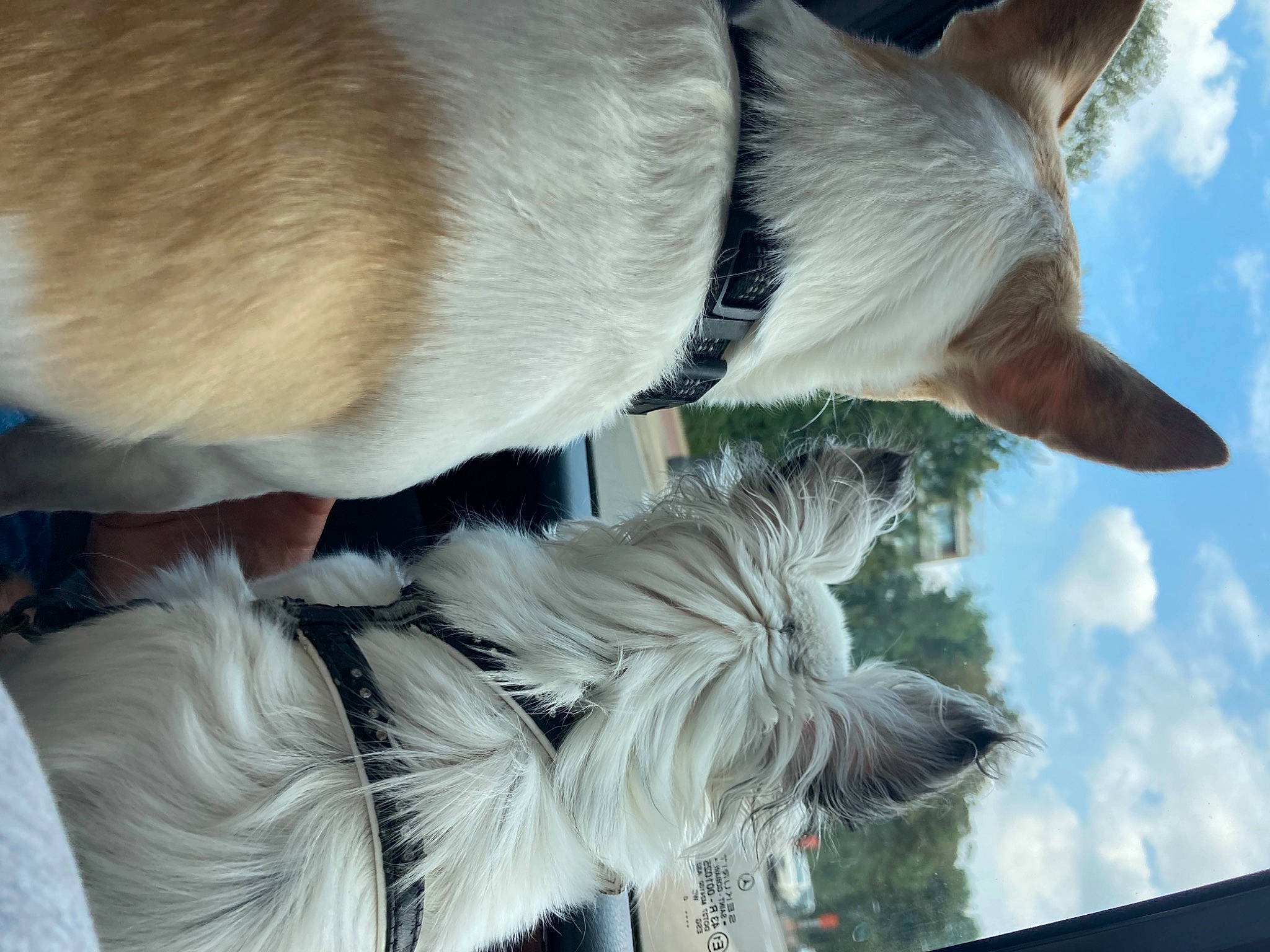 Fredenlola participe au concours pour gagner de l'argent avec cette photo : canidae, carnivore, cloud, collar, companion_dog, cumulus, dog, dog_breed, fawn, felidae, fur, gesture, sky, snout, sporting_group, tail, tree, whiskers, wing, working_animal