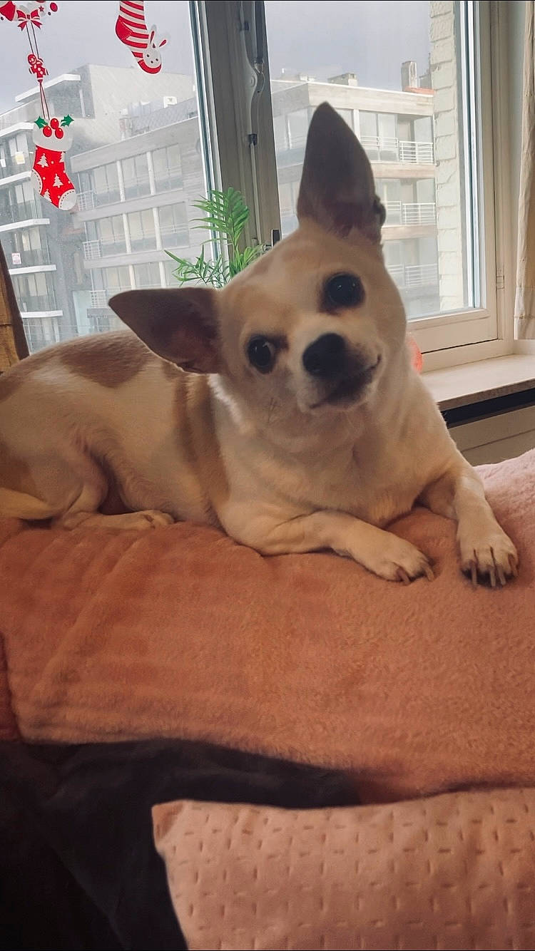 Freddy participe au concours pour gagner de l'argent avec cette photo : canidae, carnivore, comfort, companion_dog, dog, dog_breed, dog_supply, fawn, flooring, fur, non_sporting_group, snout, sporting_group, tail, terrestrial_animal, toy_dog, whiskers, window, wood, working_animal