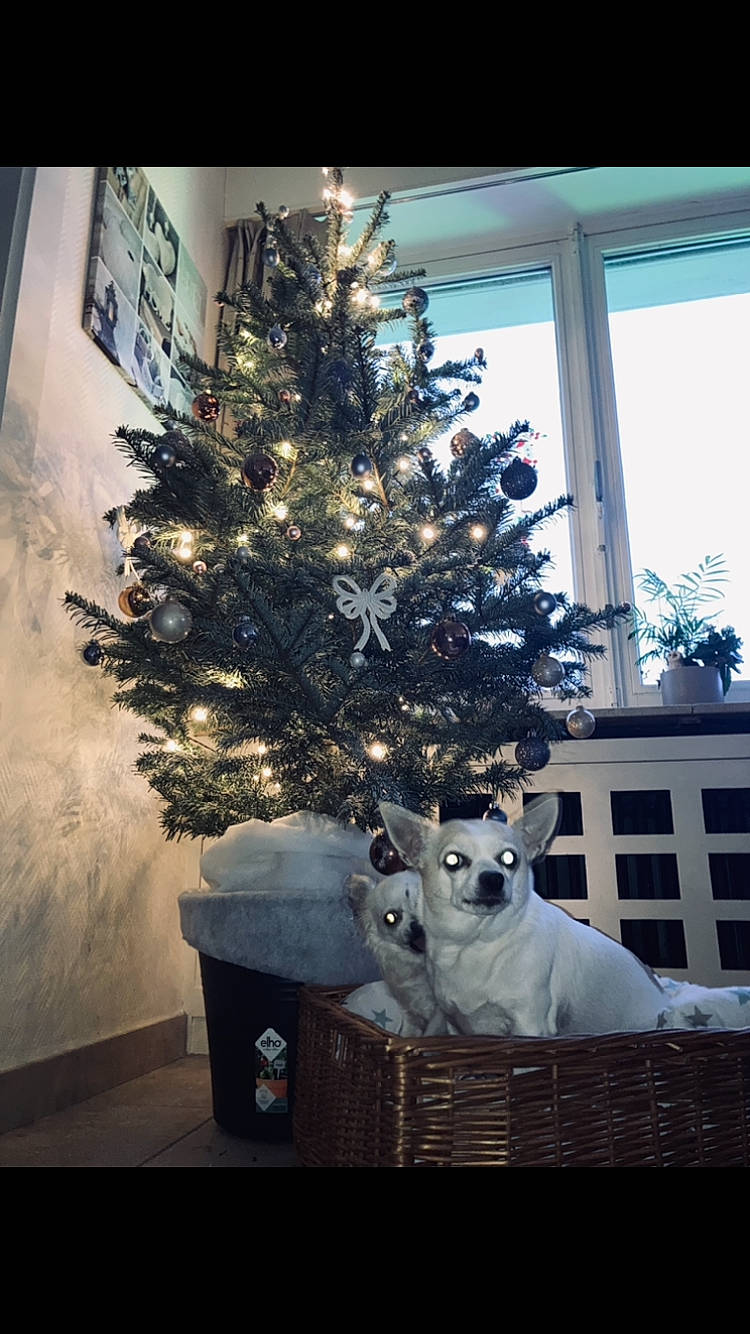 Freddy participe au concours pour gagner de l'argent avec cette photo : branch, carnivore, christmas, christmas_decoration, christmas_ornament, christmas_tree, evergreen, holiday_ornament, interior_design, larch, lighting, ornament, plant, tints_and_shades, tree, twig, white, window, wood, woody_plant