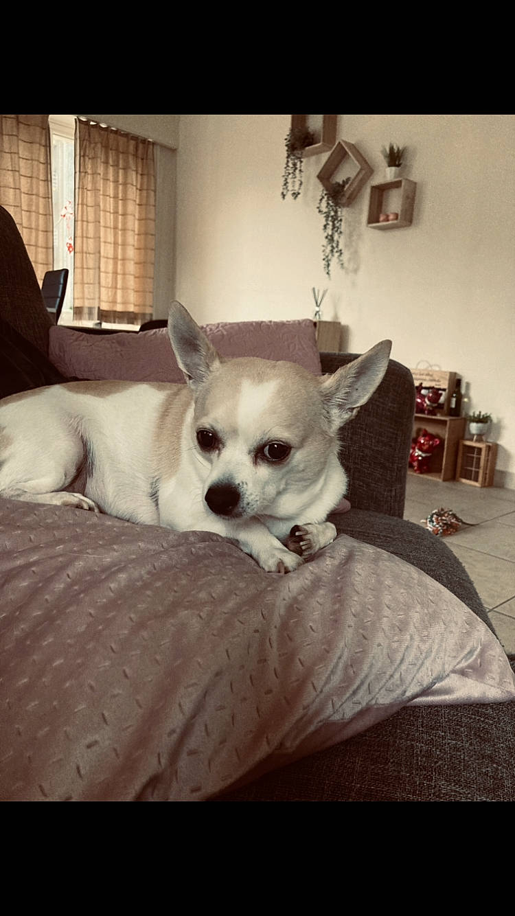 Freddy a rejoint le concours — aidez-le/la à gagner de superbes lots ! canidae, carnivore, chair, chihuahua, comfort, companion_dog, corgi_chihuahua, dog, dog_breed, dog_supply, fawn, fur, furniture, linens, paw, plant, sporting_group, toy_dog, whiskers, working_animal