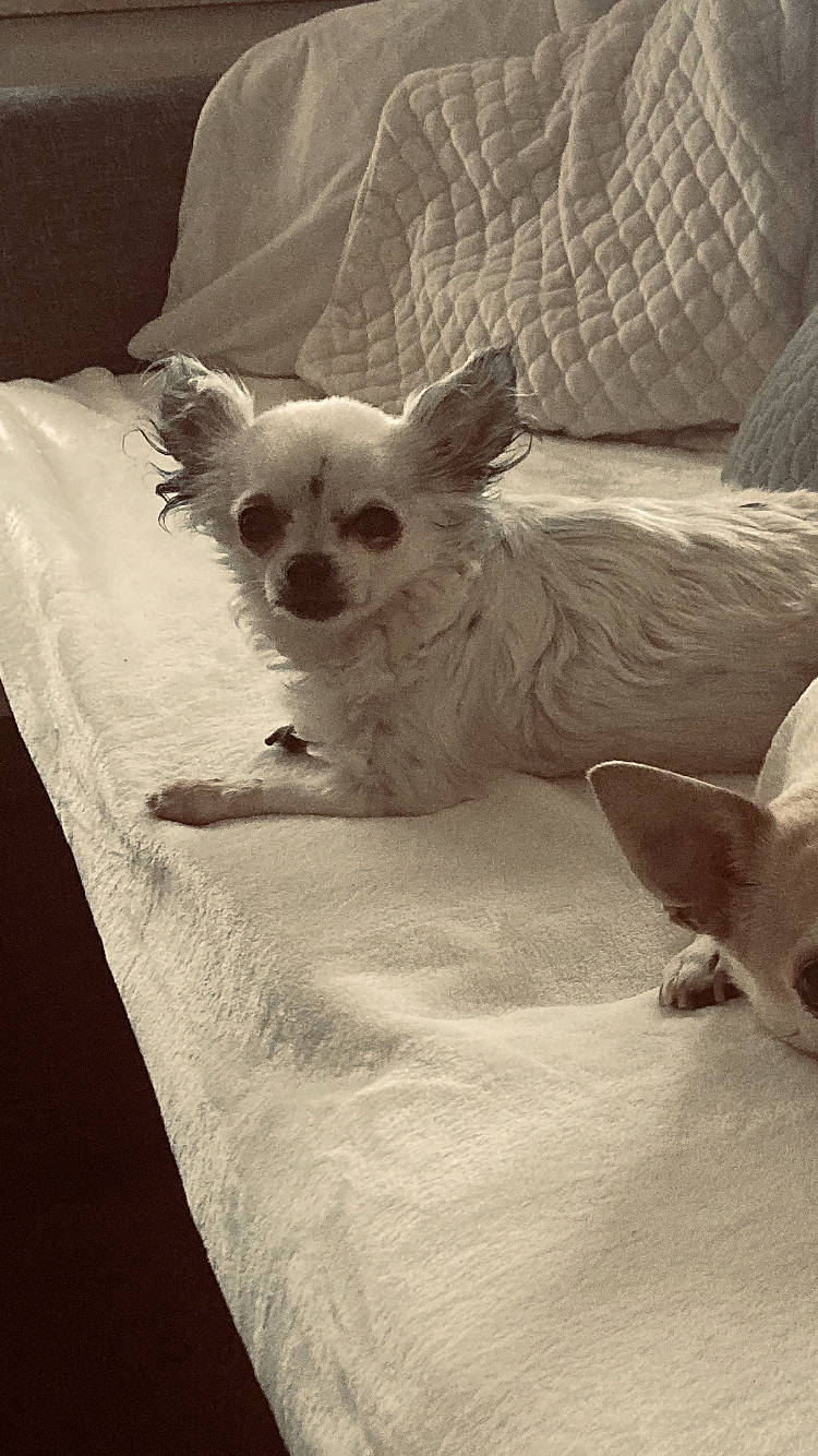 Lola participe au concours pour gagner de l'argent avec cette photo : bedding, canidae, carnivore, comfort, companion_dog, corgi_chihuahua, dog, dog_breed, dog_supply, ear, fawn, fur, linens, monochrome, monochrome_photography, snout, terrestrial_animal, toy_dog, whiskers, working_animal