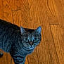 animal, cat, close_up, curious, domestic_cat, ears, feline, floor, fur, hardwood_floor, indoor, looking_up, paws, pet, portrait, stripes, tabby_cat, whiskers, wide_eyes, wood_floor