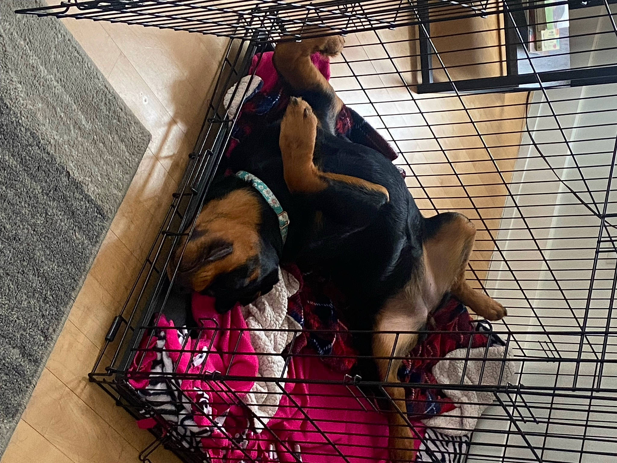 Nylah joined the competition — help win amazing prizes! art, cage, dress, fictional_character, flesh, hat, human_leg, line, magenta, meat, mesh, metal, pattern, performance_art, pink, service, snout, sunglasses, thigh, visual_arts