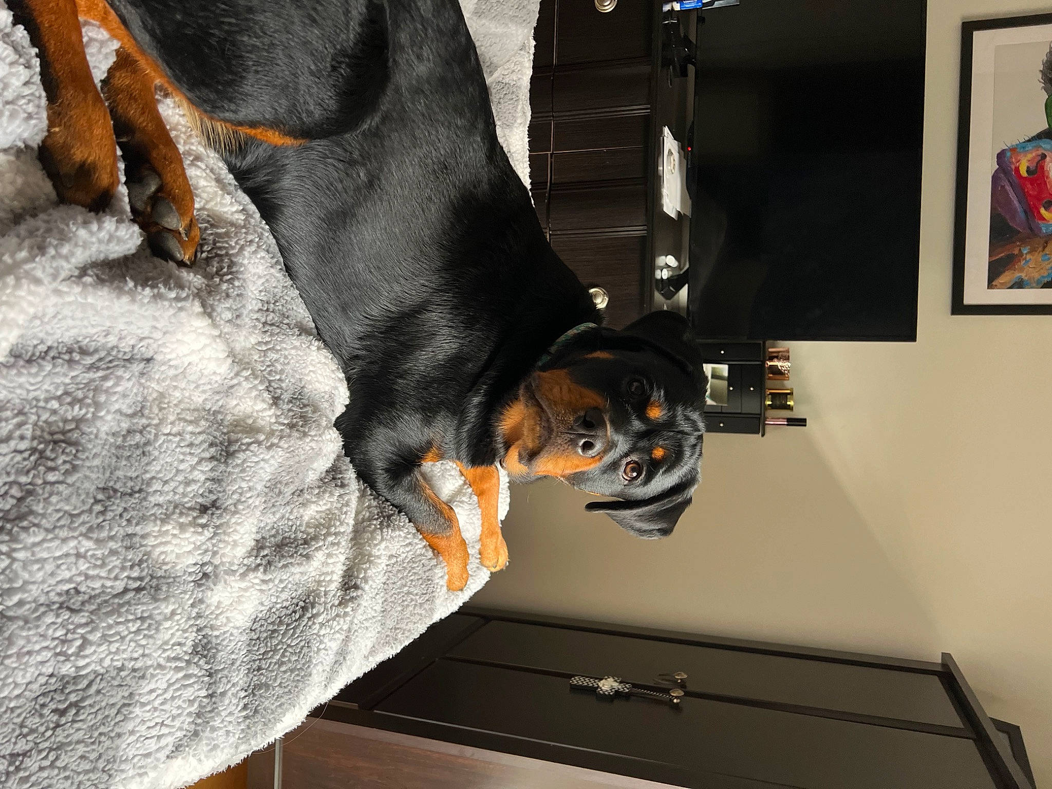 Nylah is registered to the contest to win money with this photo: canidae, carnivore, claw, comfort, companion_dog, dog, dog_breed, fur, guard_dog, machine, picture_frame, room, sporting_group, visual_arts