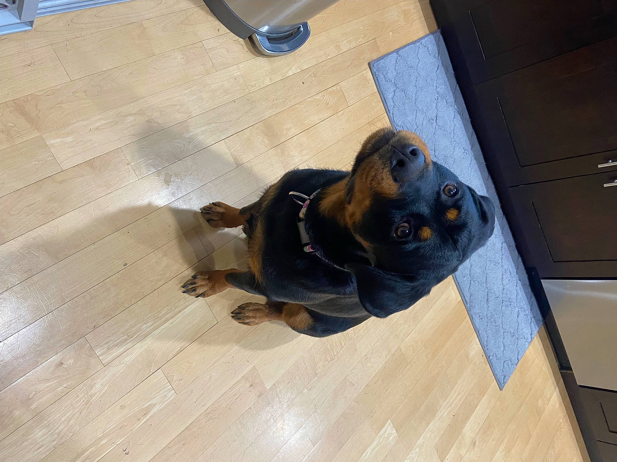 Nylah joined the competition — help win amazing prizes! brown, carnivore, comfort, companion_dog, dog, dog_breed, fawn, flooring, fur, guard_dog, hardwood, laminate_flooring, liver, tail, terrestrial_animal, varnish, wood, wood_flooring, wood_stain, working_animal