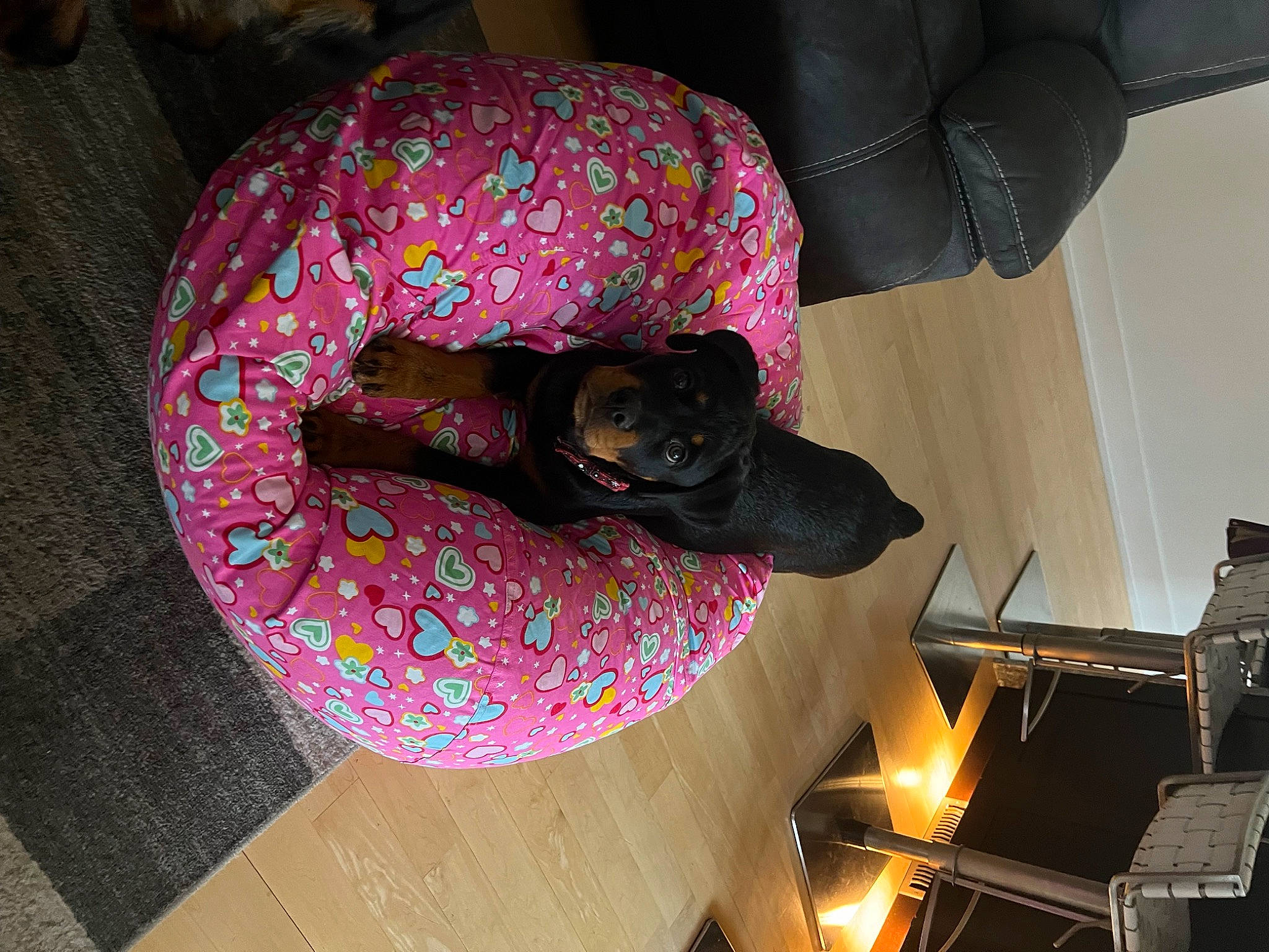 Nylah joined the competition — help win amazing prizes! canidae, carnivore, comfort, companion_dog, couch, dog, dog_breed, fawn, fur, linens, magenta, pattern, room, sporting_group