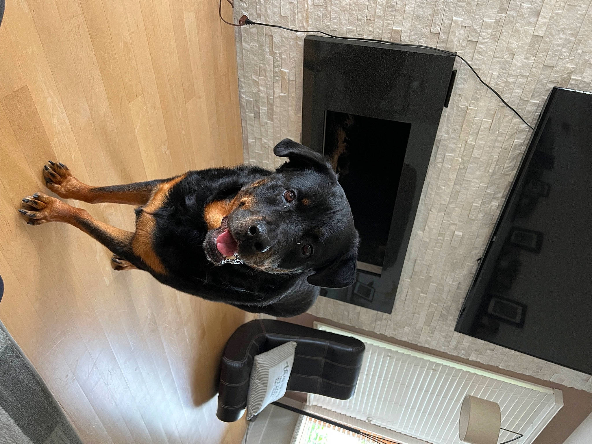 Winston is registered to the contest to win money with this photo: art, auto_part, canidae, carnivore, dog, dog_breed, fur, guard_dog, metal, sculpture, snout, sporting_group, statue, vehicle_door, wood, working_animal, working_dog