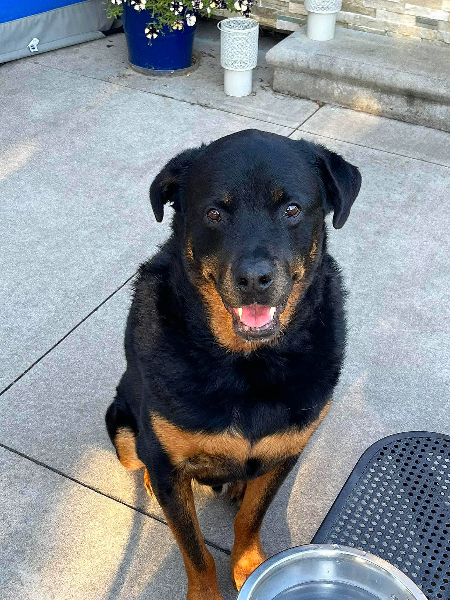 Winston is registered to the contest to win money with this photo: canidae, carnivore, collar, companion_dog, dog, dog_breed, flooring, flowerpot, fur, guard_dog, houseplant, pet_supply, plant, rottweiler, snout, tableware, terrestrial_animal, waste_container, working_animal, working_dog