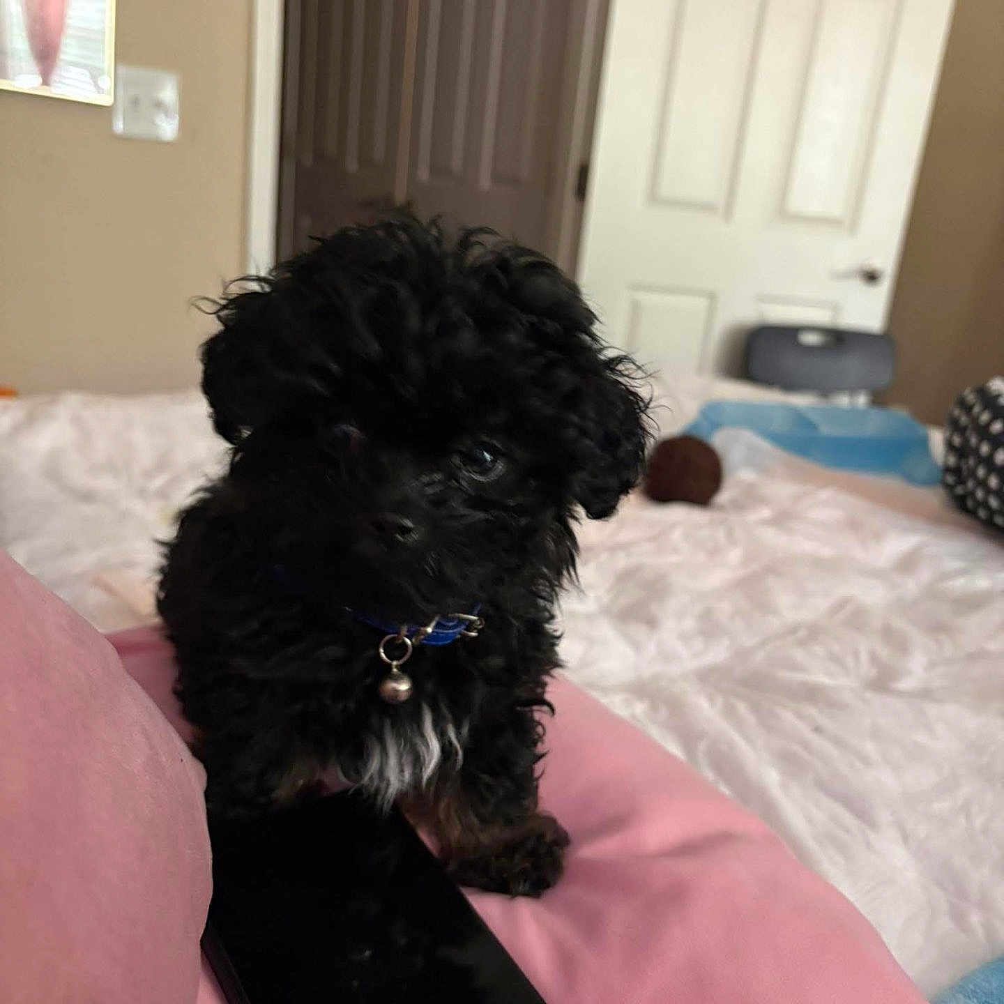 Milo Cason Oliver is registered to the contest to win money with this photo: alert, animal, bed, bedroom, bell, black_dog, chair, collar, cozy, curly_fur, cushion, cute, dog, door, fur, indoor, pet, puppy, small, smartphone