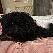 Milo Cason Oliver is registered to the contest to win money with this photo: animal, bed, bedroom, black_dog, close_up, cozy, cute, dog, door, fur, furniture, indoor, lamp, lying_down, pet, pink_bedspread, resting, room, soft_lighting, wall_art