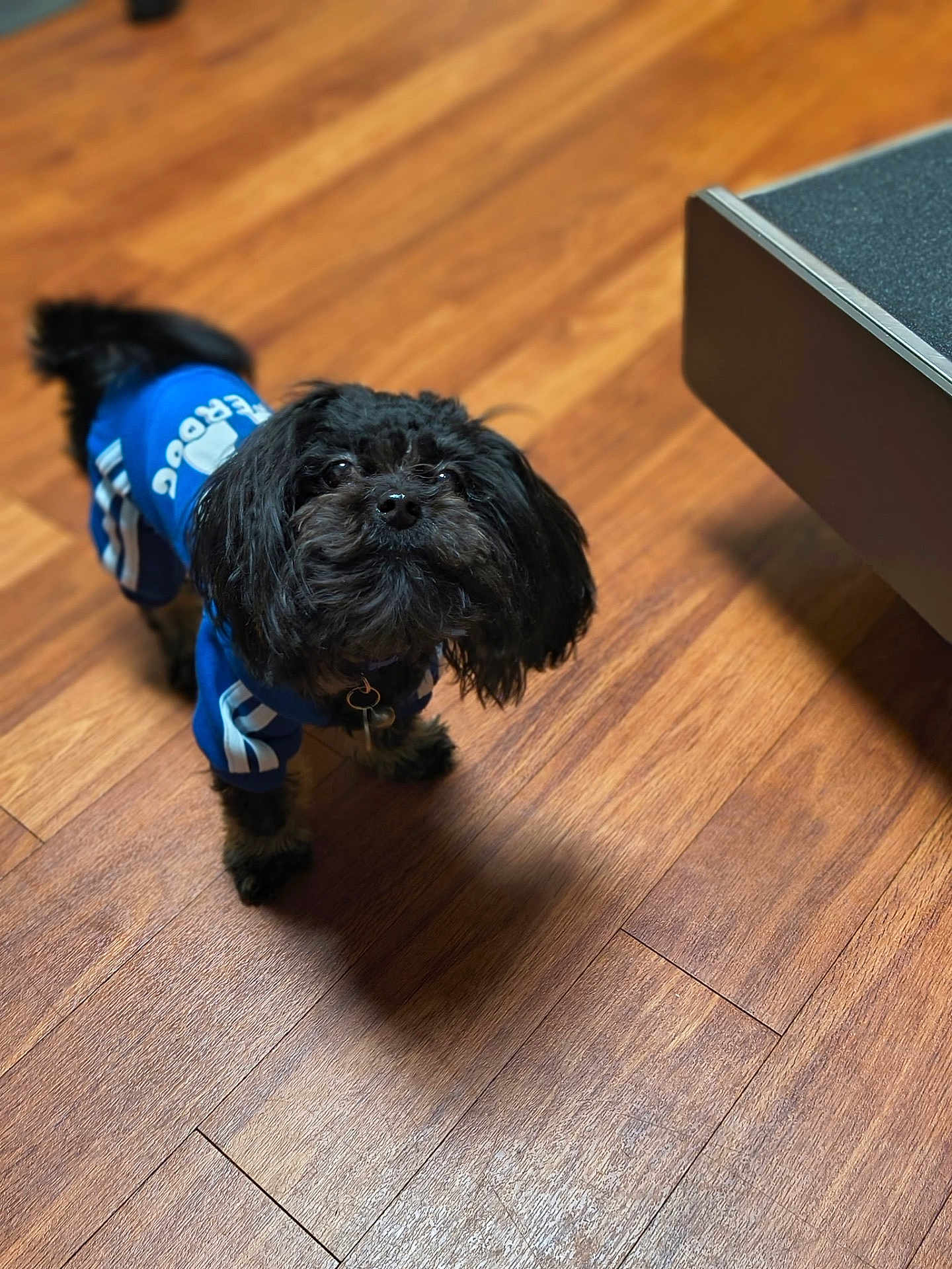 Milo joined the competition — help win amazing prizes! adorable, black_dog, blue_shirt, canine, collar, cute, dog, flooring, fluffy, fur, hardwood, home_interior, indoor, looking_up, pet, portrait, puppy_eyes, shadow, small_dog, wooden_floor