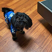 Milo is registered to the contest to win money with this photo: adorable, black_dog, blue_shirt, canine, collar, cute, dog, flooring, fluffy, fur, hardwood, home_interior, indoor, looking_up, pet, portrait, puppy_eyes, shadow, small_dog, wooden_floor